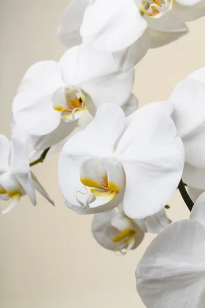 Orchidea bianca — Foto Stock