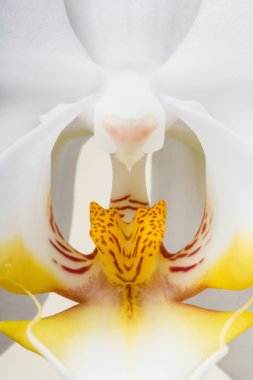 Beyaz Orkide 