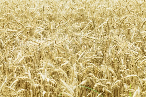 Field of ripe wheat — Stock Photo, Image