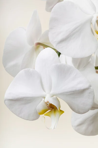 Orchidée blanche — Photo