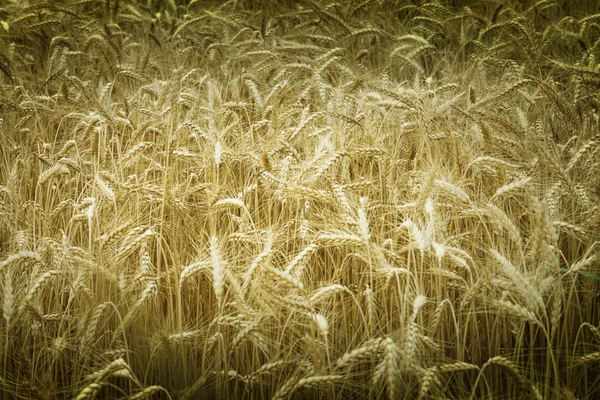 Campo de trigo maduro —  Fotos de Stock