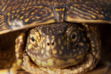 Kırmızı kulaklı kaymak kaplumbağa vahşi, normal flora tarafından çevrili