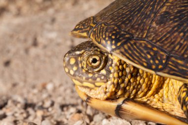 Kırmızı kulaklı kaymak kaplumbağa vahşi, normal flora tarafından çevrili