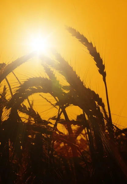 The sun rises over a wheat field — Stock Photo, Image