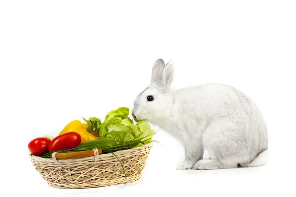 Lapin blanc drôle avec des légumes — Photo