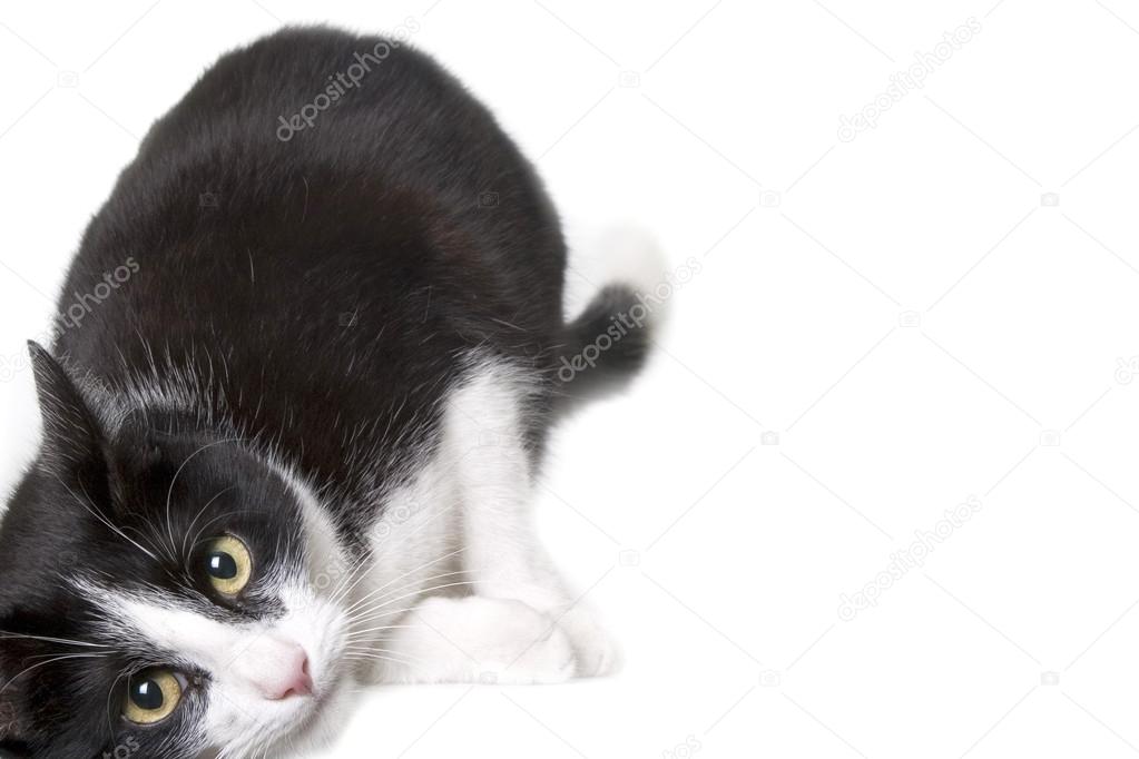 Black and white cat at white background