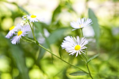 yeşil yaprakları ve beyaz çiçek çiçek sınır