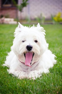 Westie yeşil çimenlerin üzerinde