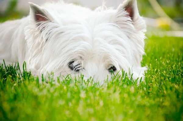 Westie yeşil çimenlerin üzerinde