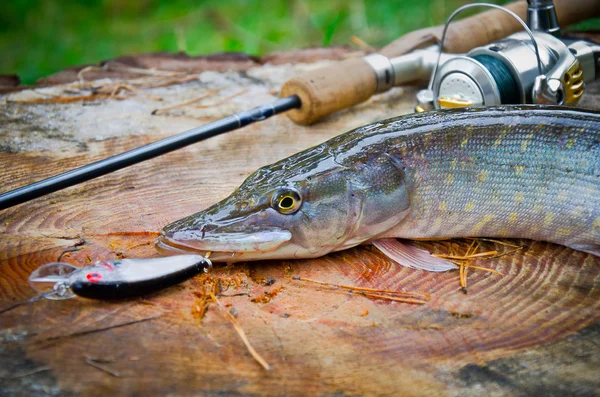 Snoek gevangen op weifelaar — Stockfoto