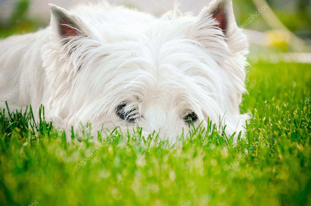 Westie on the green grass