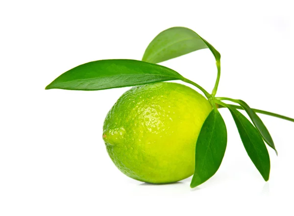 One lime with leaves on a white background. Stock Picture