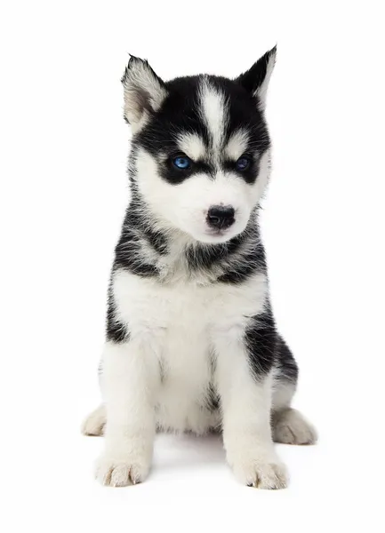 Sibirya husky yavrusu