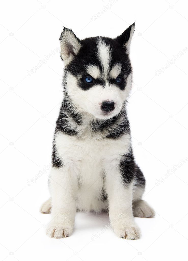 Chiot Husky Images Libres De Droit Photos De Chiot Husky Depositphotos