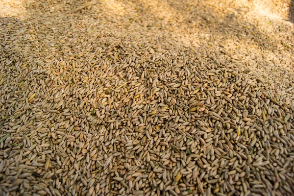 Semi di grano — Foto Stock