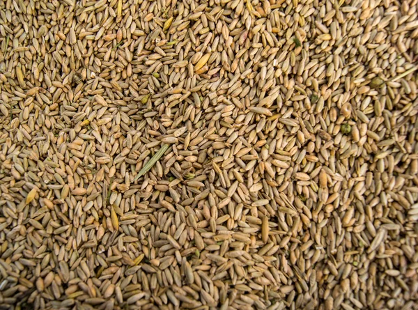 Semi di grano — Foto Stock