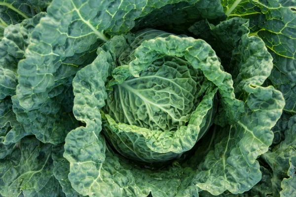 Cabbage — Stock Photo, Image