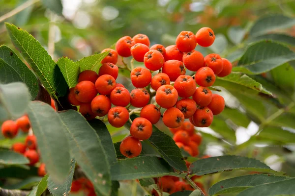 Rowanberry — ストック写真