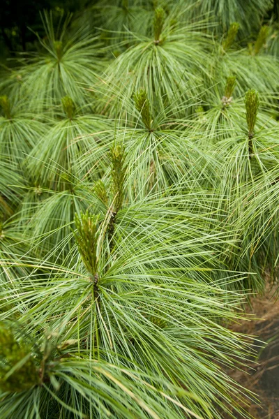 Detail van de Pine — Stockfoto