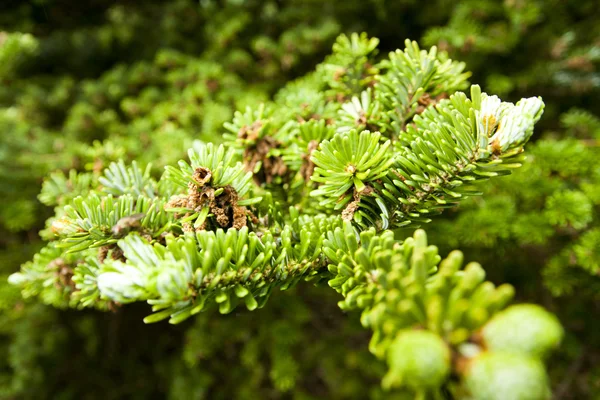 Detail van de Pine — Stockfoto