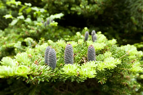 Detail van de Pine — Stockfoto