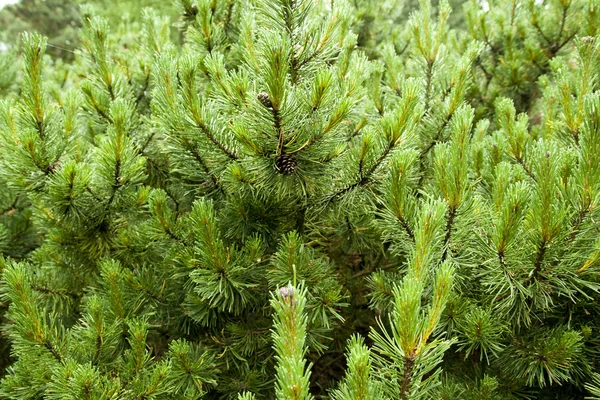 Detail van de Pine — Stockfoto