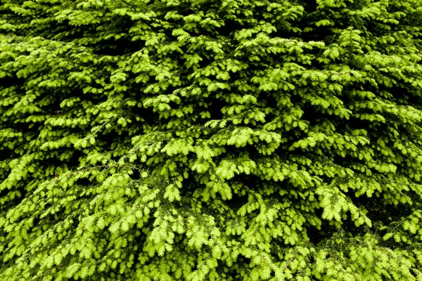 Pine detail — Stock Photo, Image