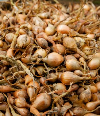 Soğan