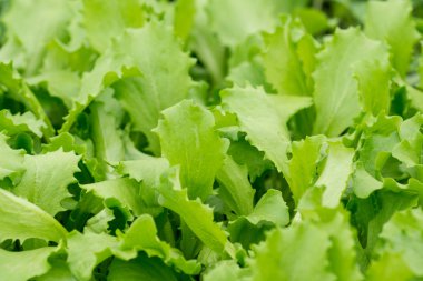 küçük yeşil salata