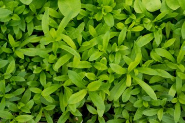 küçük yeşil bitkiler