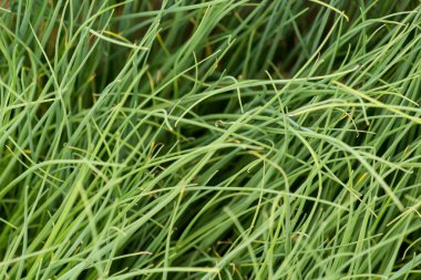 küçük yeşil bitkiler