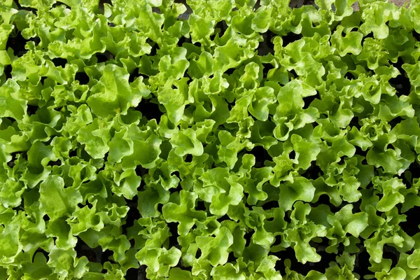 Salad — Stock Photo, Image