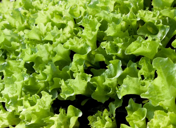 Salad — Stock Photo, Image