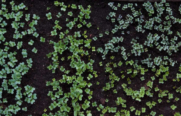 Plantas — Fotografia de Stock