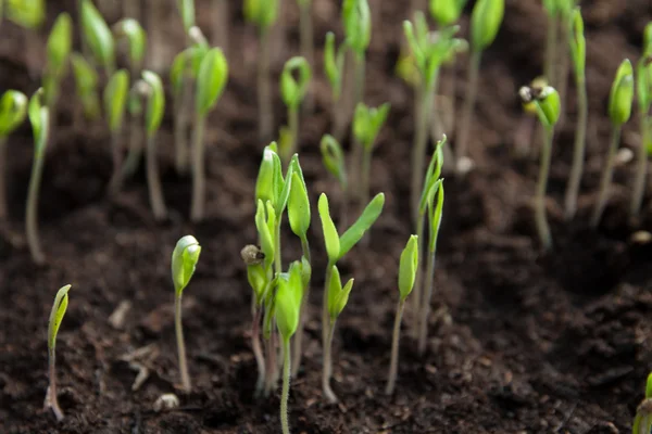 Plantas —  Fotos de Stock