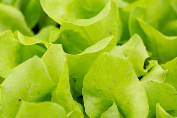 Liten grön sallad — Stockfoto