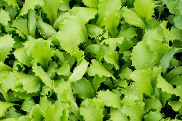 Small green lettuce — Stock Photo, Image