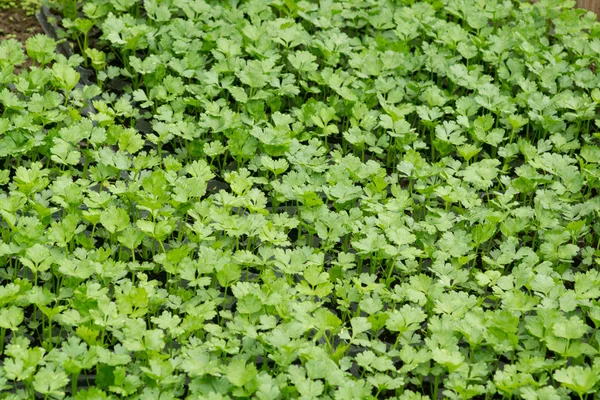 Kis zöld növények — Stock Fotó