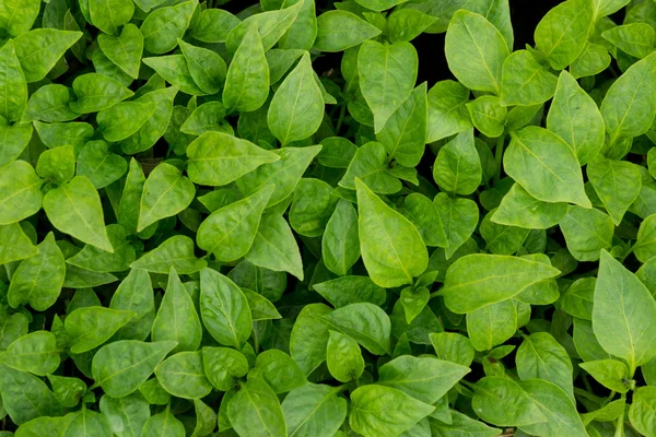 Pequeñas plantas verdes —  Fotos de Stock