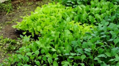 taze sebze büyüyen bir serada