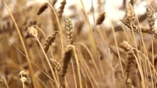 Wheat — Stock Video