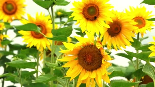 Sunflower — Stock Video