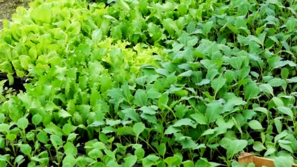 Fresh vegetables growing in a greenhouse — Stock Video