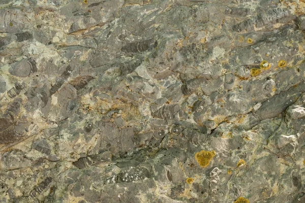 Detail Einer Großen Anzahl Von Fossilien Einem Sedimentgestein — Stockfoto