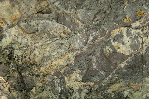 Detalle Gran Número Fósiles Dentro Una Roca Sedimentaria — Foto de Stock