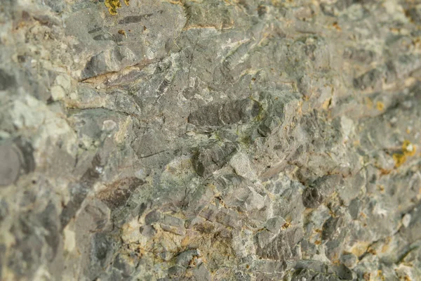 Detail Einer Großen Anzahl Von Fossilien Einem Sedimentgestein — Stockfoto