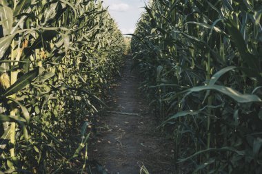 Yeşil yapraklarla dolu mısır tarlasında düz bir patika.