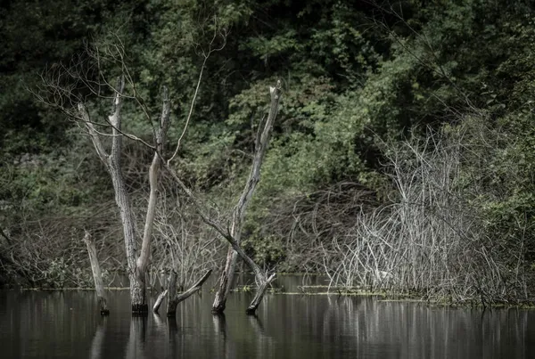 Árboles Secos Arbustos Inundados Agua Pie Ahora Lago — Foto de Stock