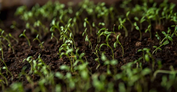 Szczegół Drobnych Roślin Rosnących Ciemnej Gleby — Zdjęcie stockowe