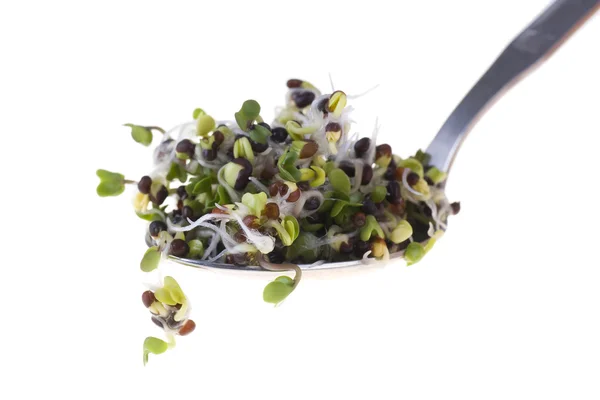 Brocoli sprouts — Stock Photo, Image